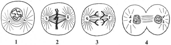 Метафаза митоза ЕГЭ
