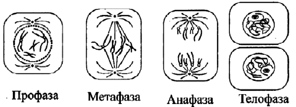 Схема митоза профаза метафаза анафаза телофаза