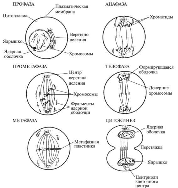 Фазы метафаза анафаза
