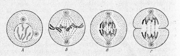 Метафаза анафаза телофаза