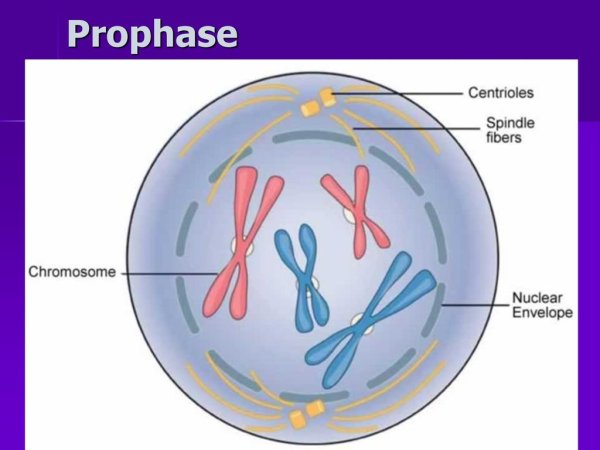 Профаза 1 под микроскопом