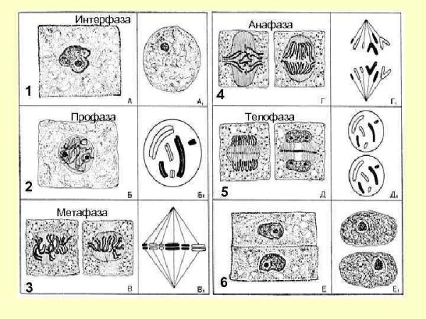 Профаза анафаза телофаза метафаза интерфаза