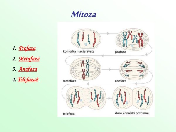 Профаза 2 метафаза 2 анафаза 2