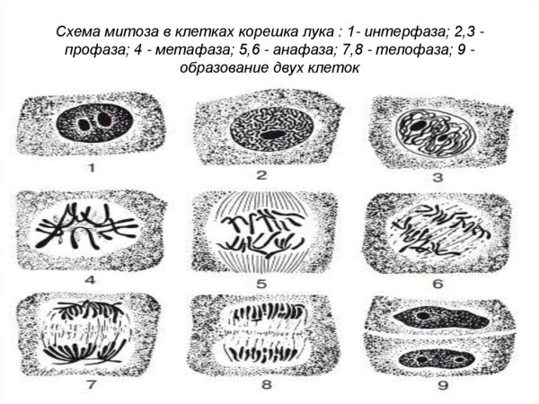 Профаза митоза лука