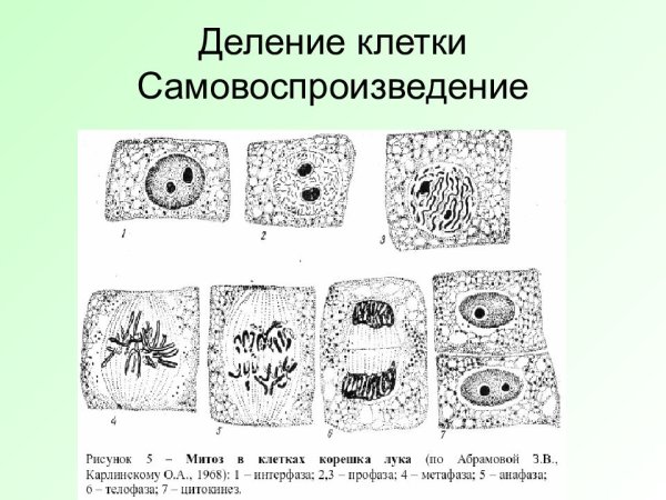 Схема митоза в клетках корешка лука