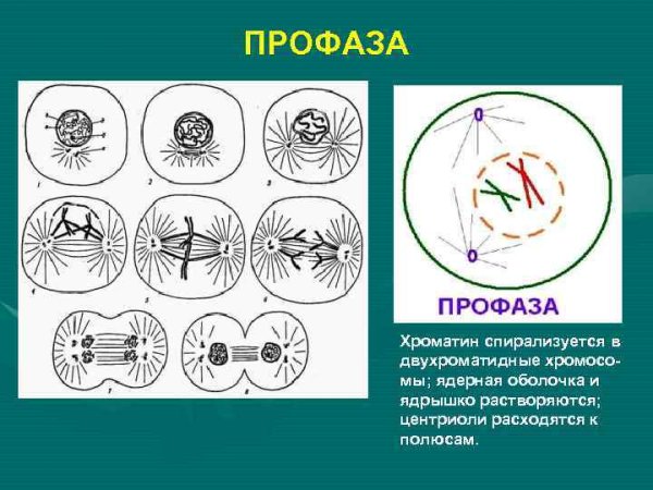 Профаза митоза схема
