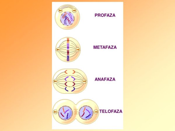 Профаза мейоза 1 ЕГЭ