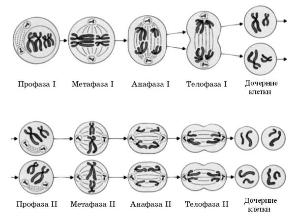 Стадии мейоза схема