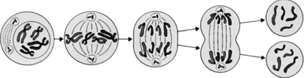 Митоз профаза конъюгация