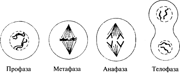 Схема митоза профаза метафаза анафаза телофаза