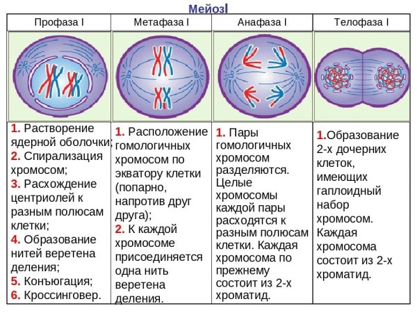 Митоз мейоз анафаза телофаза