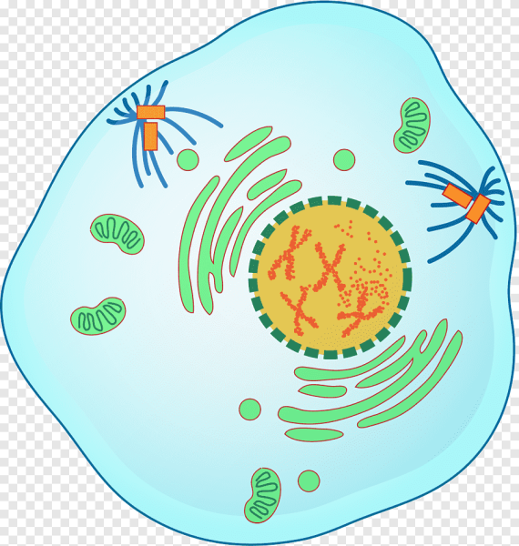 Клетка в профазе митоза