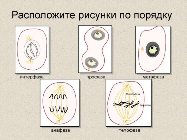 Фаза профаза метафаза