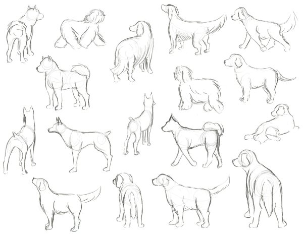 Собака вид сзади