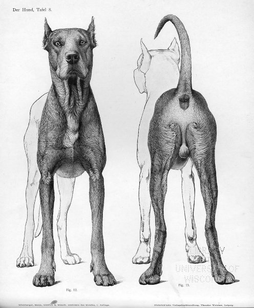 Собака сзади референс