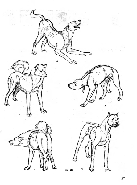 Собака сзади референс