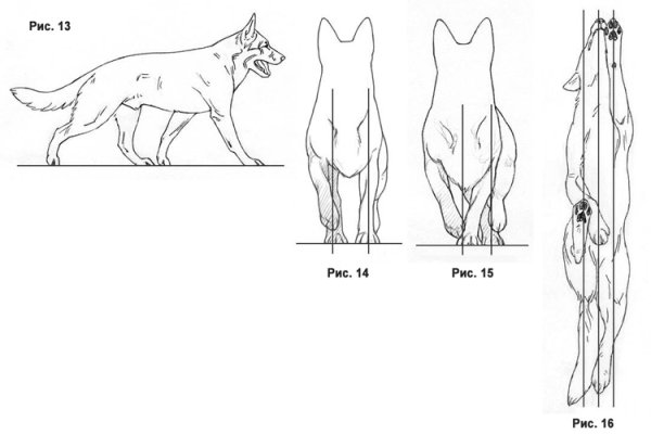 Строение передних лап немецкой овчарки