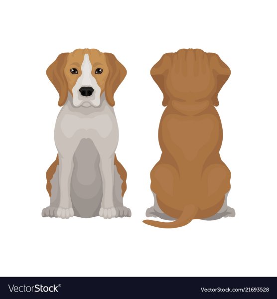 Собака сидит вид сзади