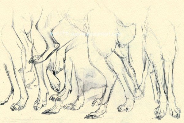 Волчьи лапы сзади референс