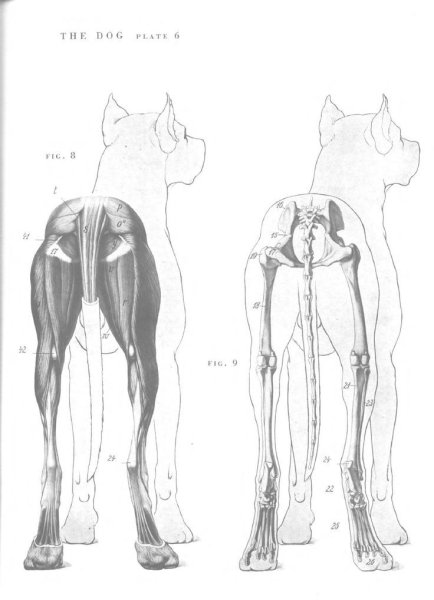 Анатомия собаки анатомия собаки