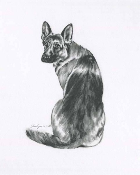 Овчарка тату эскиз