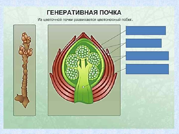 Генеративная почка в разрезе