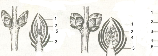 Строение генеративной почки побега