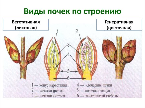 Вегетативная почка и генеративная почка