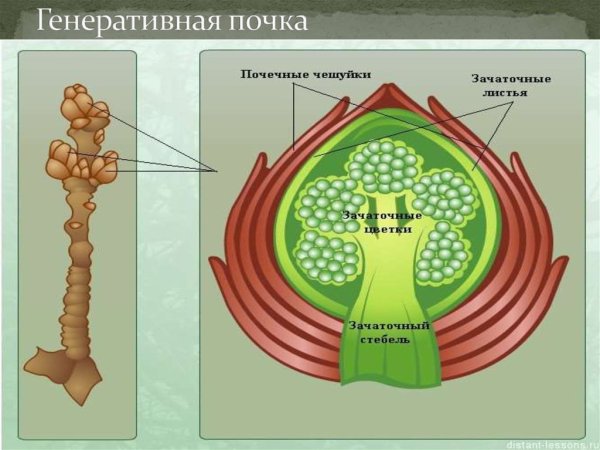 Строение вегетативной почки сирени