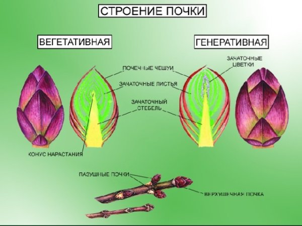 Генеративная почка почка