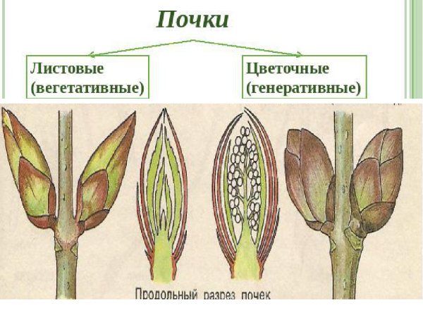 Строение листовой почки каштана