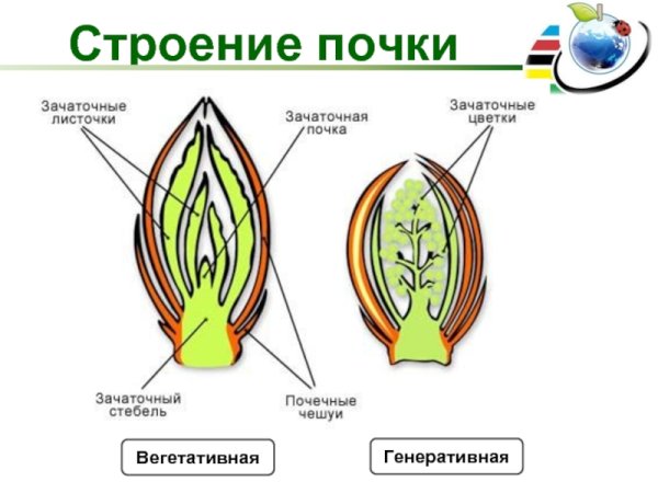 Прорастание побега из почки