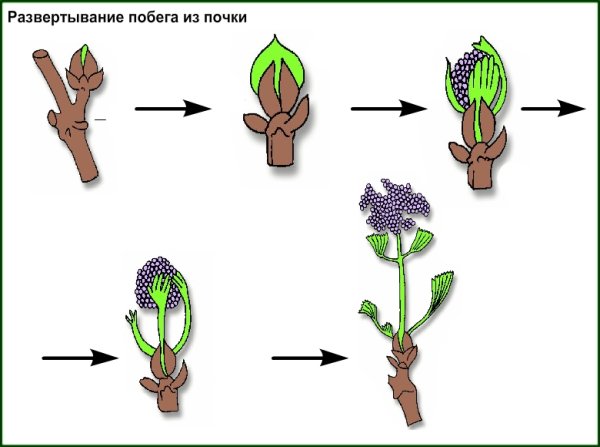 Строение вегетативной листовой почки