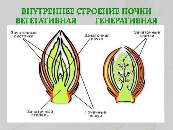 Почка это зачаточный побег