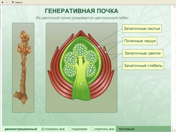 Почки строение почек растения