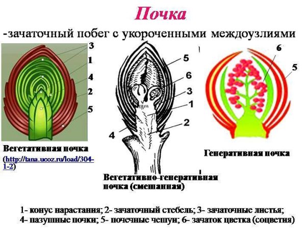 Строение листовой почки
