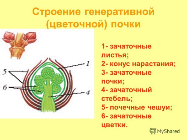 Строение генеративной почки побега