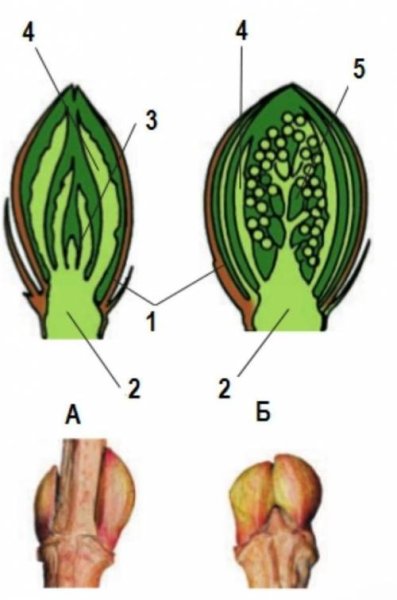 Вегетативная почка и зачаточный побег