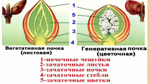 Строение вегетативной и генеративной почки