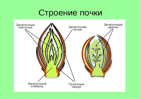 Строение почки 6 класс биология рисунок