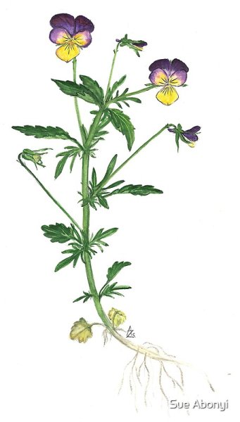 Фиалка Полевая Фармакогнозия