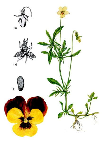 Трава фиалки трехцветной