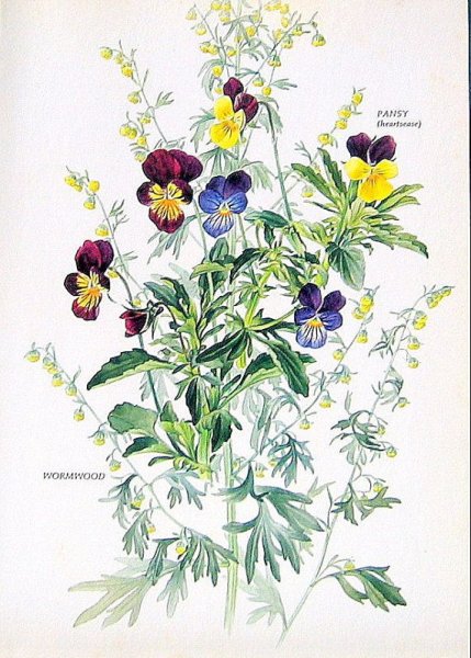 Корень фиалки трехцветной