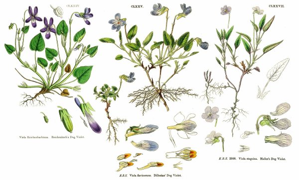 Фиалка Полевая Фармакогнозия