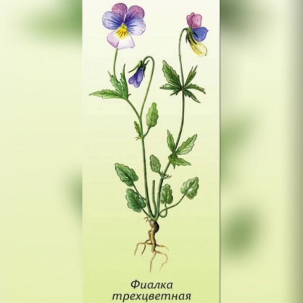 Фиалка трехцветная Фармакогнозия