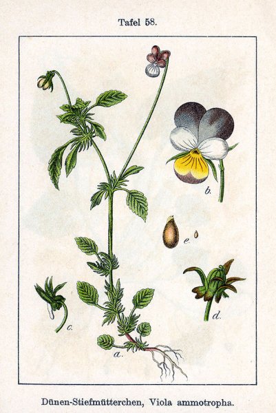 Viola Tricolor иллюстрация Ботаническая
