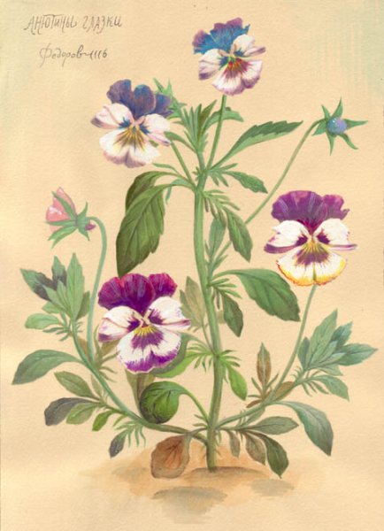 Viola arvensis гербарий