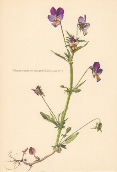 Фиалка трехцветная строение