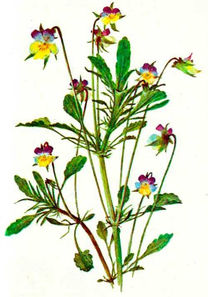 Фиалка Полевая Фармакогнозия