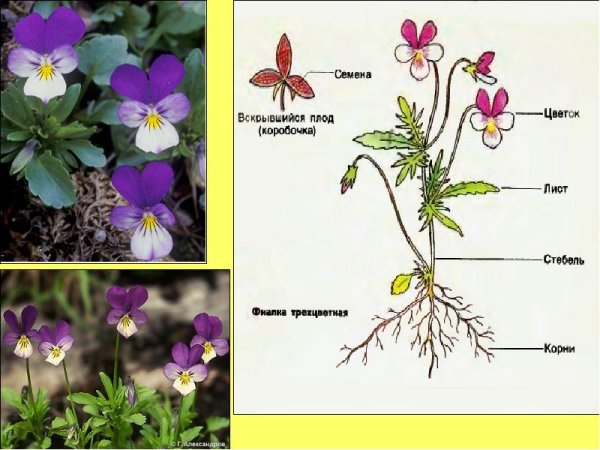 Viola Tricolor иллюстрация Ботаническая